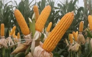 京科糯928玉米品種的特性，中抗小斑病