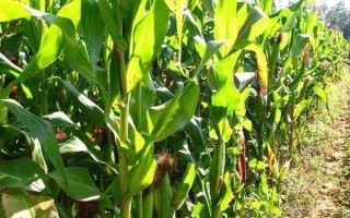 三北21玉米品種簡介，種植密度3500株/畝左右