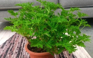 驅(qū)蚊草的盆栽方法，生長期和盛花期要定期追施肥液