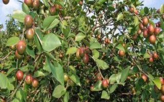 油茶樹(shù)的價(jià)格和種植前景，衍生品可應(yīng)用于多個(gè)領(lǐng)域