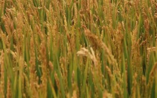 全兩優(yōu)楚豐絲苗水稻種子介紹，全生育期129.5天