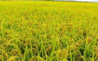 野香優(yōu)2998水稻種子特點，北部地區(qū)2月中旬前播種