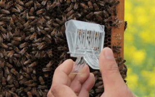 囚王籠的作用，可用來介入新蜂王、限制蜂王產(chǎn)卵等