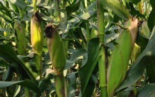 申科青503玉米種子介紹，夏播應(yīng)在7月20日前播種