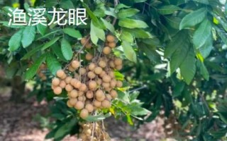 福建省福州市的水果特產有哪些，包括青山龍眼、一都枇杷、福州橄欖等種類