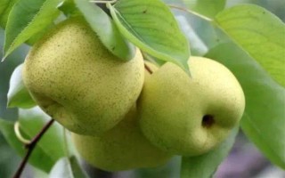 安徽省亳州市的特產(chǎn)，有蘇趙梨、苔干菜等