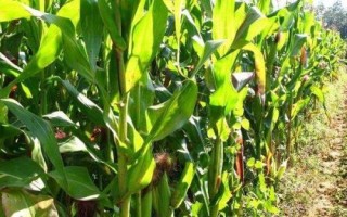 豫單1851玉米種簡介，畝種植密度4500株
