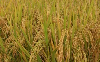粵兩優(yōu)805水稻種子特點(diǎn)，注意防治稻瘟病