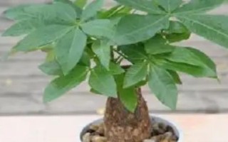 發(fā)財樹掉葉怎么辦，可采取減少施肥、暫停澆水、遮陰防曬等措施