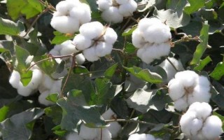 中棉698棉花品種的特性，常規(guī)灌棉田生育期灌水3次