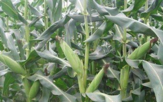武科4號玉米種子特征特性，中抗大斑病