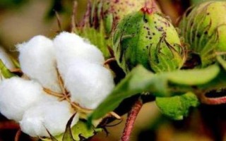魯棉303棉花種子簡(jiǎn)介，適宜密度為每畝3500株左右