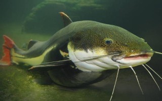 丸世8號(hào)魚(yú)鉤適合釣?zāi)姆N魚(yú)，適合釣黃顙魚(yú)、黑魚(yú)等