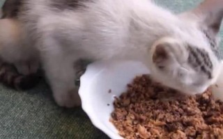 小貓多大可以吃不泡的貓糧，取決于貓貓的牙齒發(fā)育情況