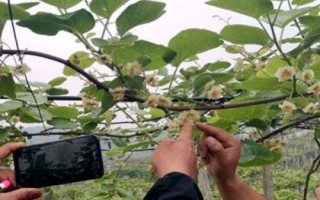 獼猴桃為何要人工授粉以及具體方法，雌雄花朵要相互傳粉才能結(jié)果