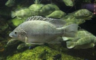 羅非魚簡介，生長快產(chǎn)量高