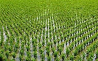隆兩優(yōu)7817水稻品種的特性，每畝有效穗數(shù)15.5萬穗