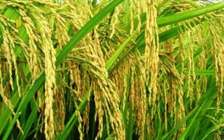 天優(yōu)596水稻種子特征特性，每畝有效穗數(shù)16.5萬