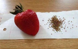 哪些因素會(huì)影響草莓膨大，主要有種子、溫度、光照等5個(gè)原因