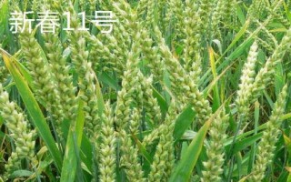 哪個品種的春小麥高產(chǎn)，可以選擇新春6號、新春10號