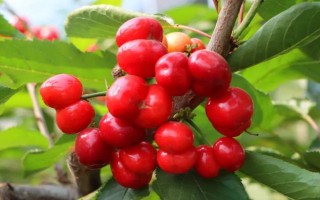 櫻桃?guī)自鲁墒?，通常是?-5月份成熟