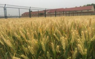 豫豐11小麥種子簡介，中抗條銹病