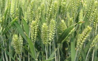 龍輻麥17小麥品種的特性，在適應(yīng)區(qū)3月末至4月初播種