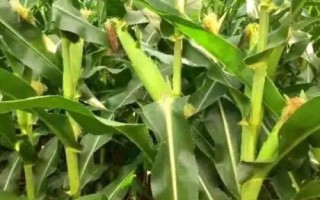 科沃868玉米品種簡介，即該品種為非轉(zhuǎn)基因品種