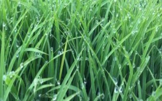 兩優(yōu)8857水稻種子特征特性，秈型兩系雜交水稻品種