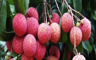 荔枝什么品種產(chǎn)量最高，這8個(gè)品種畝產(chǎn)均可達(dá)3000斤左右