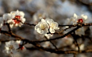 杏花的開(kāi)花時(shí)間，花期在農(nóng)歷的2月份左右