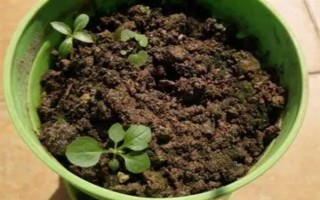 馬纓花有什么特點，花朵多數(shù)生長在樹枝頂部