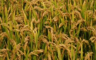 孟兩優(yōu)319水稻種子特點，全生育期128.6天