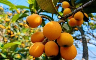 受歡迎的枇杷品種，有大五星枇杷、早鐘六號(hào)枇杷等