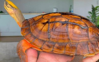 金錢龜可以私人養(yǎng)嗎，沒有許可證是不能養(yǎng)殖的