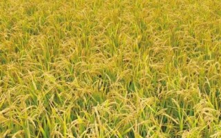 乾兩優(yōu)馥香占水稻種子特點，中稻4月中旬至5月中旬播種