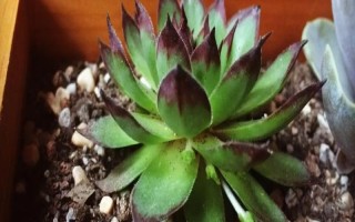觀音蓮側(cè)芽的種植方法，截取后晾干并涂抹生根粉、再固定至土壤中