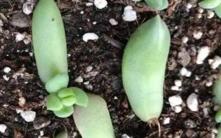 多肉的花劍怎么扦插，把花劍剪下來晾干傷口再插入土壤中