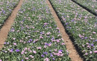 花卉矮化栽培技術(shù)，可采用無性繁殖或整形修剪等