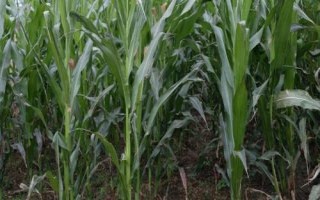 鋒玉201玉米種子特征特性，最適宜播種期為春播