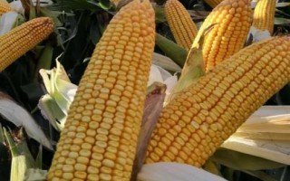 大地863玉米種子簡(jiǎn)介，平均生育期126.1天