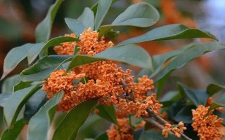 桂花有哪幾種顏色，有金黃色、黃白色、橙紅色和白色
