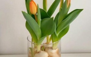 郁金香莖短花小的原因，可能是品種退化或受到遺傳基因的影響