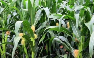 安農(nóng)683玉米種子特征特性，普通夏玉米品種