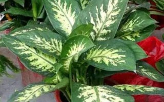 萬年青開花的寓意，象征吉祥如意、即將迎來好運