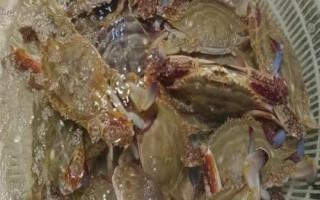 梭子蟹怎樣挑選，可以看腿腳的狀態(tài)和透光面積