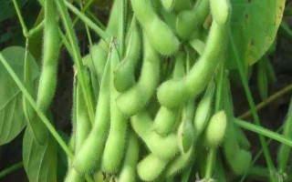 浙農(nóng)4號大豆種子簡介，該品種在上海春播