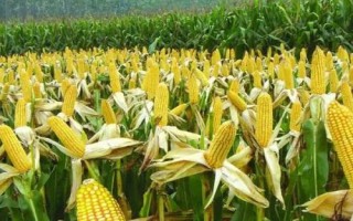 德美亞1號(hào)玉米種子特征特性，春播平均生育期166.5天