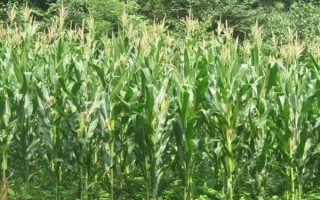 益機收1號玉米品種簡介，生育期107天左右
