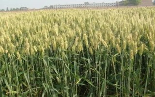 鑫麥296小麥種子特征特性，每畝基本苗15～18萬